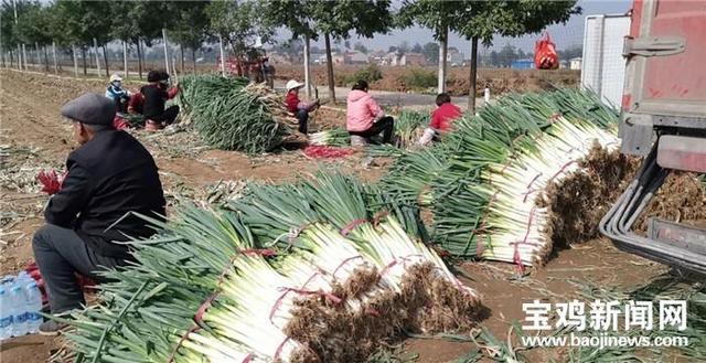 宝鸡凤翔：钢葱成为农民致富好产业