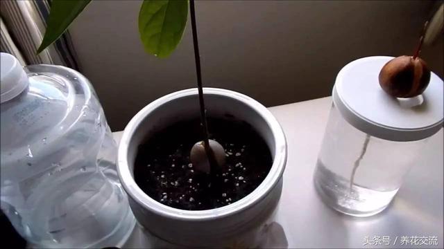 牛油果的果核如何从小幼苗长成结果的大树？