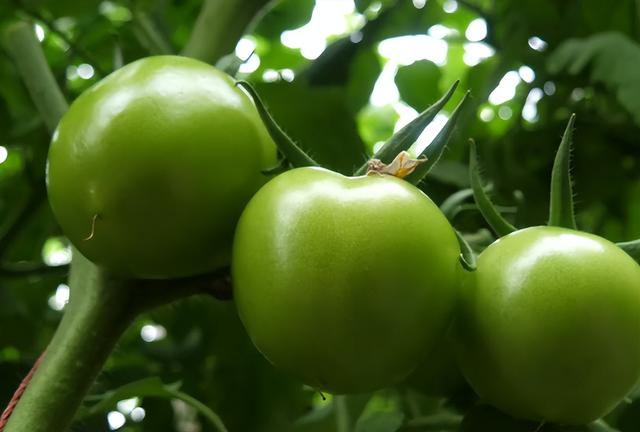 不想番茄越结越小，农户要做好2个方面，高产经验总结