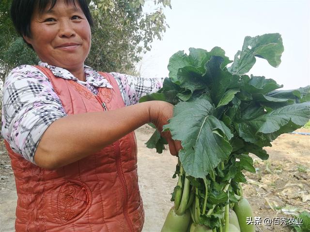 农民采用3个步骤种植萝卜，能吃出水果的感觉，经济效益很可观
