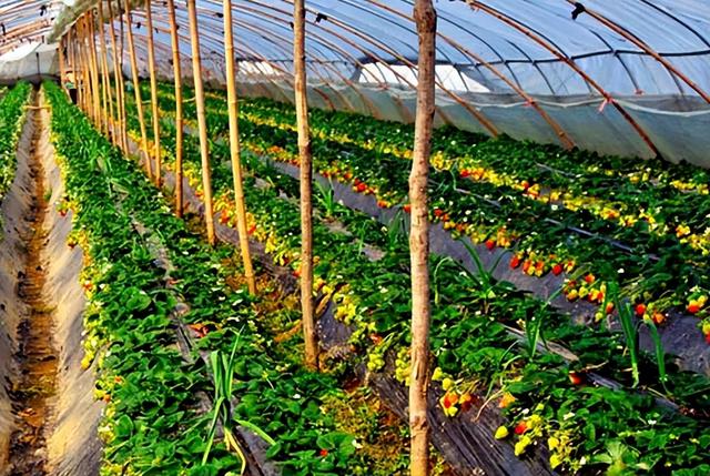 种植草莓对气候环境和土质有哪些要求