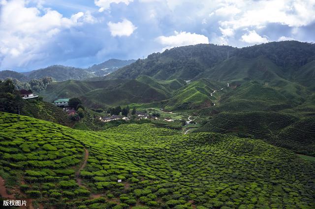 适宜茶叶种植的地理条件