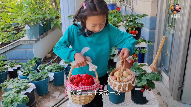 新手都可以把盆栽草莓种活种好，果子多到吃不完的种植教程来了