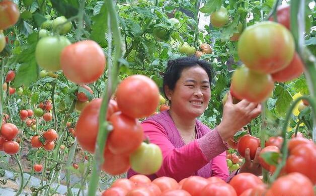 西红柿种植学问大？这几个要点注意好，又红又大的西红柿产量高