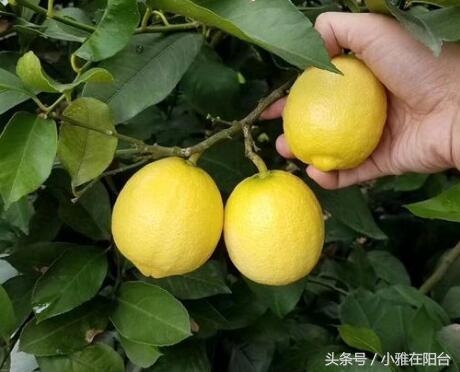 盆栽柠檬这样种，枝繁叶茂，果子结的一年比一年多，采摘不断