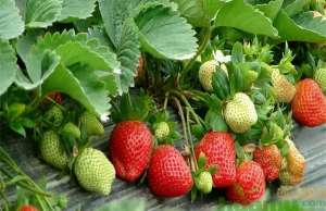 种植草莓的土质要求(种植草莓对气候环境和土质有哪些要求)