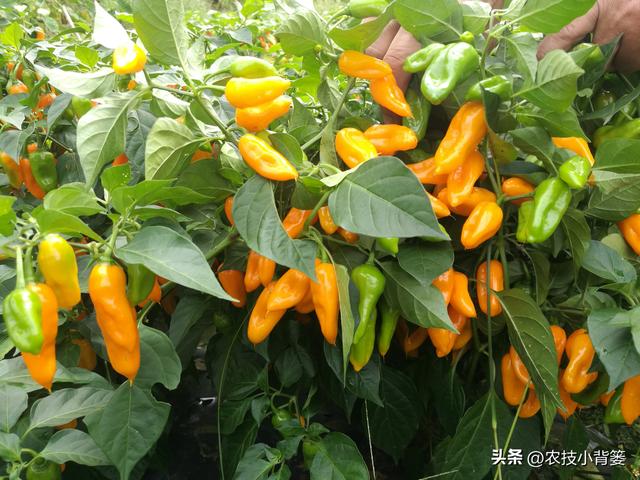 辣椒怎样栽种才能更多开花结果提高产量？教你几个种植技巧