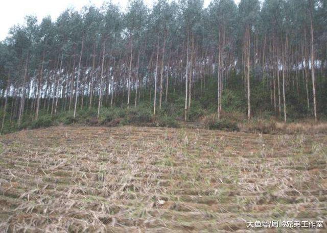 广西桉树种植贡献巨大难以取代 经济效益良好种植桉树有利有弊