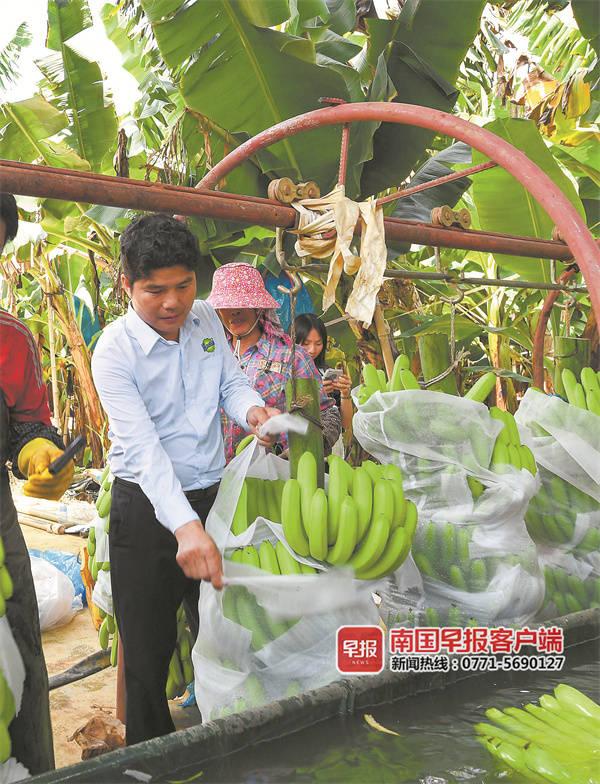 卢义贞：带着技术和友谊去老挝种香蕉丨新机遇 新奋斗 新故事之走出去的广西人①