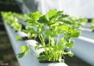 芹菜夏季种植技术(手把手教你种芹菜，掌握4个技术要点，秋季露天芹菜也能高产)