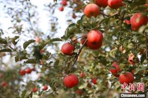 苹果适合哪里种植(世界广泛种植的苹果何以在新疆阿克苏独一无二？)