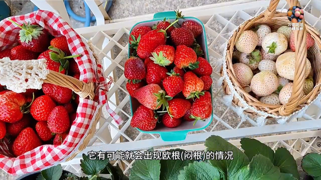新手都可以把盆栽草莓种活种好，果子多到吃不完的种植教程来了