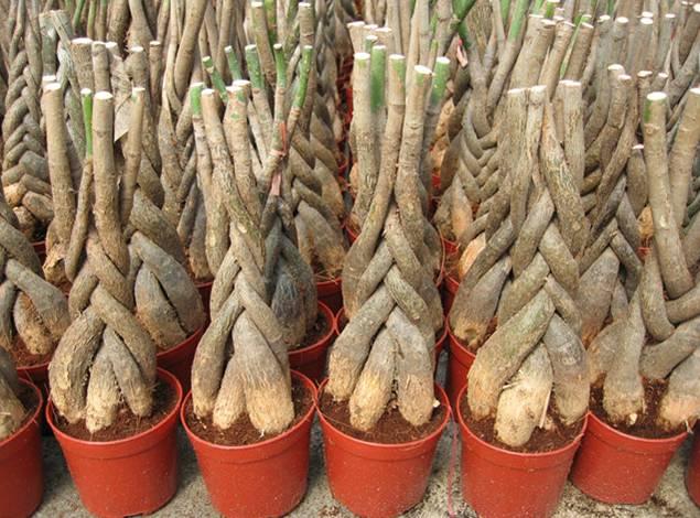 常见几种盆栽绿植的养护小技巧，避免叶黄、烂根，保持四季常青