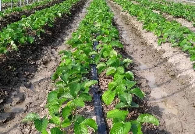 种植草莓对气候环境和土质有哪些要求