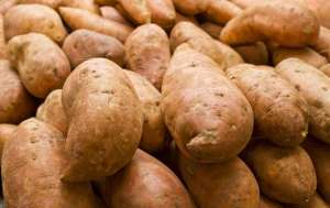 毛薯的种植技术(甘薯高效栽培技术，做好苗期管理和病虫害防治，确保甘薯优质增产)