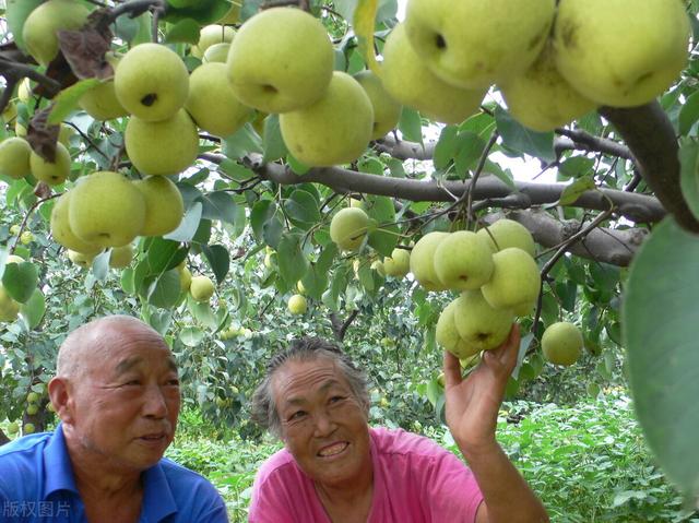 软儿梨的栽培要点，以及土肥水管理与病虫害防治，让你高产下不来