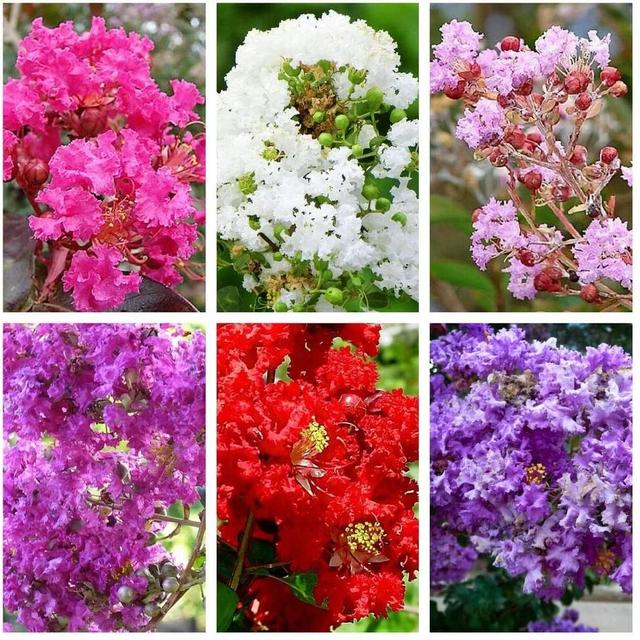 夏季耐晒耐热的14种观赏花卉总结，适合布置花境，也能养成盆栽