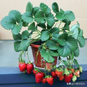 怎么种植草莓籽(10粒草莓种子，撒盆里就能长，当年就结果，好吃好看又好养)