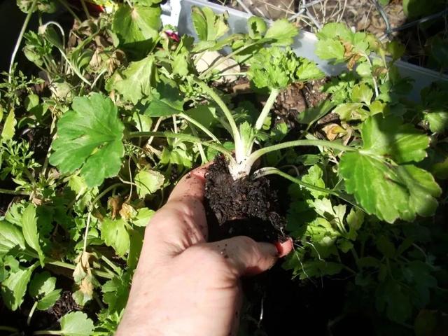 盆栽花毛茛新手养护指南，秋季买干瘪的块根，如何让它快速生长？