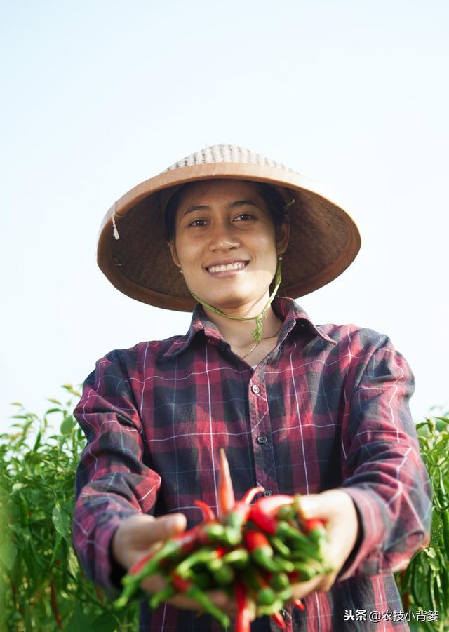 辣椒增产增收有“门道”，学会这些辣椒种植管理技巧很重要