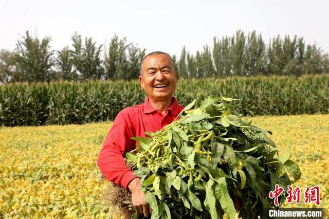 （乡村行·看振兴）新疆兵团：“一年两熟”种植模式助力民众显著增收