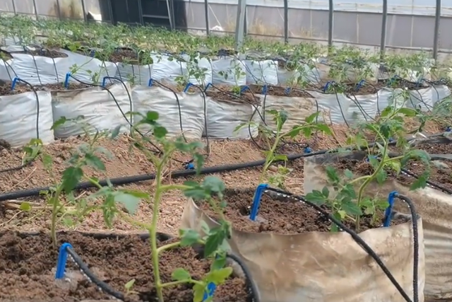 使用种植袋种植小番茄，产量高口感好，种植成本低