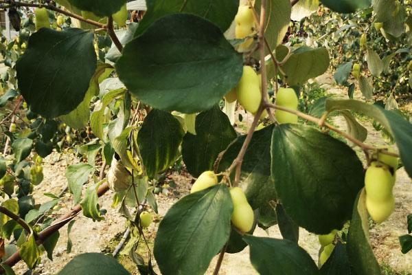 青枣这种水果清脆香甜，采摘期特别长，想栽培的话需要注意什么？