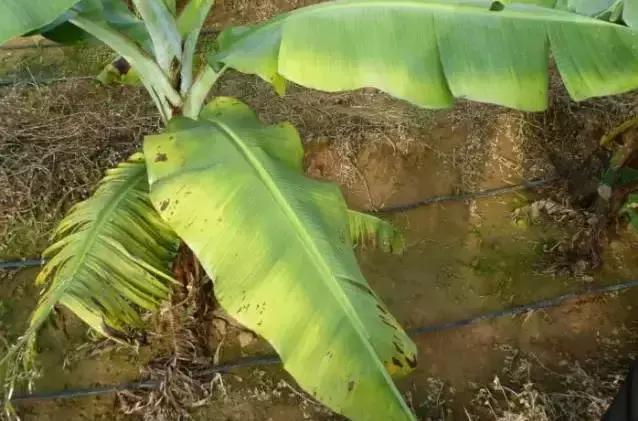 香蕉秋植，根结线虫线虫防治正当时（附线虫视频）