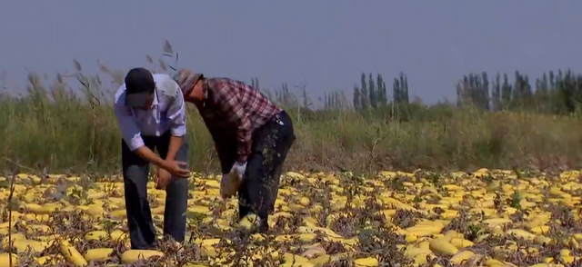 黑龙江大爷种植西葫芦，一年销售额高达一亿，带上千户农民致富