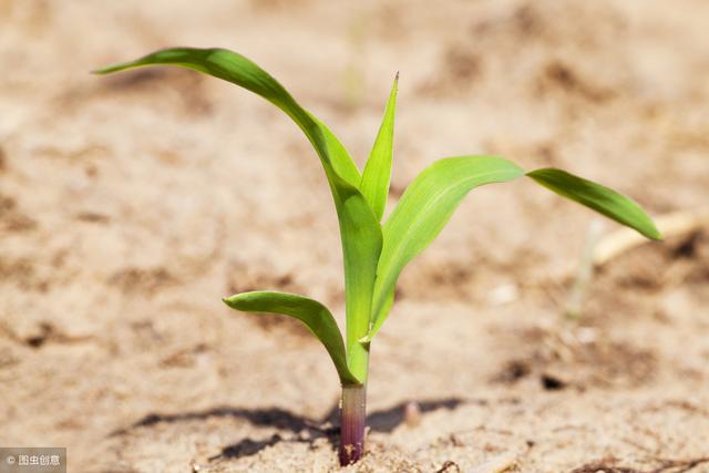 玉米播种过早或过晚有哪些危害，种植户该如何确定最佳播种期？