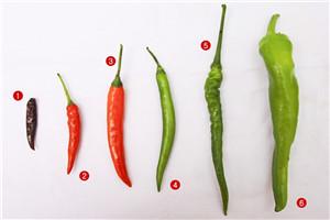 种植辣椒提前用上这个小技巧，保证苗齐根壮产量高