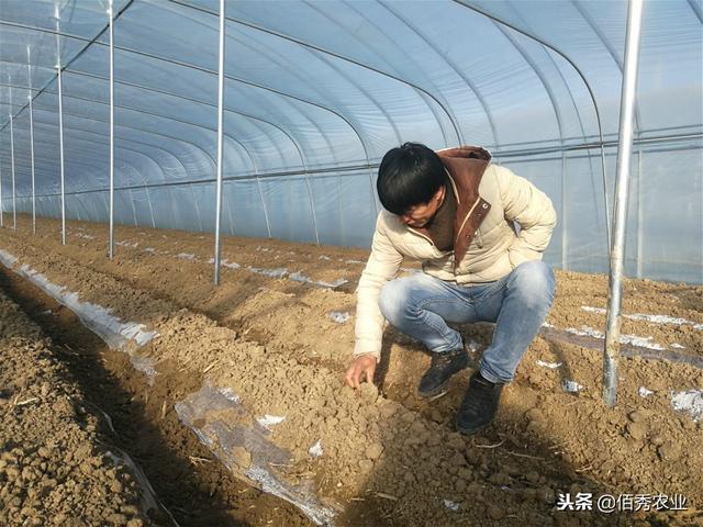 农村人蔬菜大棚种土豆，亩效益过万元，郭华友：新事物要敢于尝试