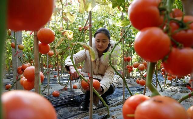 西红柿种植学问大？这几个要点注意好，又红又大的西红柿产量高