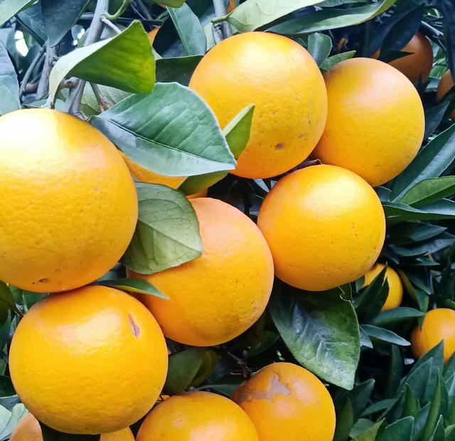 褚橙从建园到结果栽培丰产技术，把褚时健的精神传承下来！