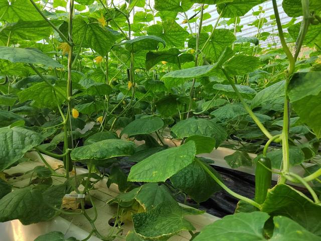 黄瓜高产小技巧，换个种植方法，根系好产量高