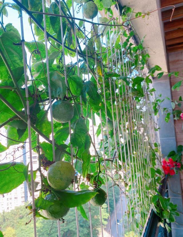 打造阳台“果”园，养棵百香果吧，有个花盆就能种，开花结果多
