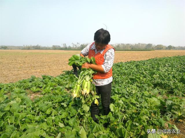农民采用3个步骤种植萝卜，能吃出水果的感觉，经济效益很可观
