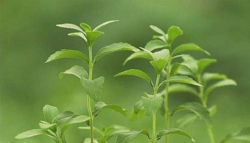 甜叶菊栽培技术，科学管理措施，保证甜叶菊的生长与高品质