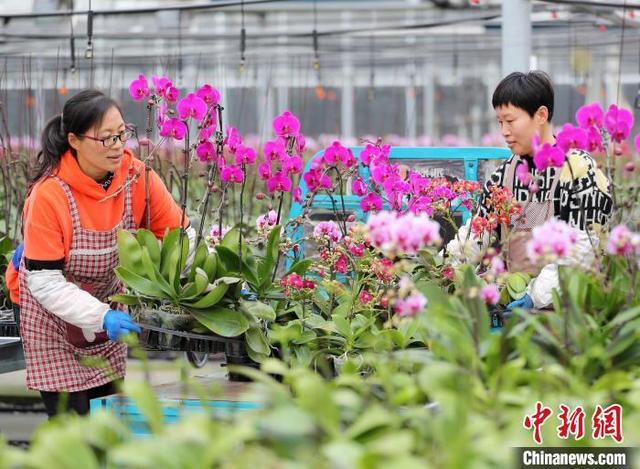 山东青岛：花卉产业盛放“美丽经济”