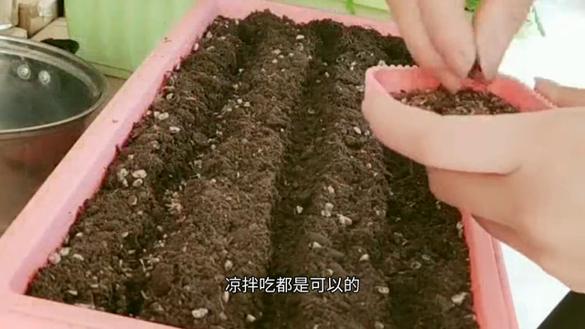 教你阳台种植茼蒿菜，一个月就可以吃到自己种的，非常受欢迎