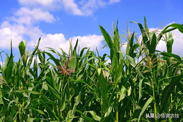 四川双季玉米栽培技术，农民该怎么做，看后就明白