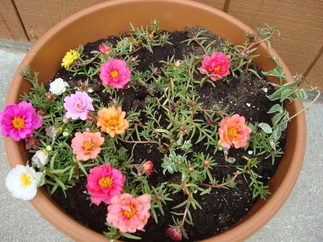 阳台上种这10种花，春夏秋冬花开不停，你家里种了哪一种？