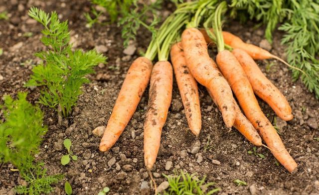 红萝卜什么时间进行种植？如何提高产量？