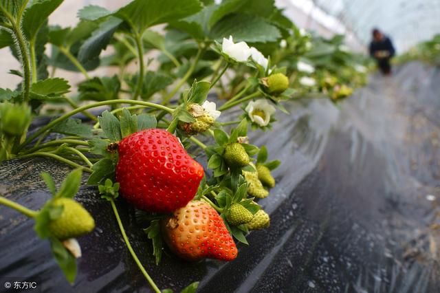 冬天北方的土地一样可以种植，老农户教你如何种冬草莓，稳赚不赔