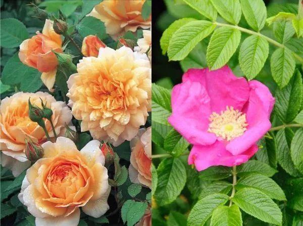 园艺课｜实用家庭玫瑰、月季种植新手入门养护术