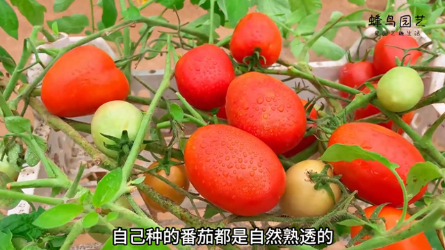 番茄还是自己种的甜，在家用油桶就能种，管理很简单。 #...