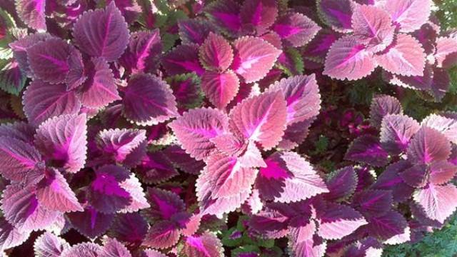 叶片紫亮带有容貌，阳台种点紫苏，绿植变“紫植”！
