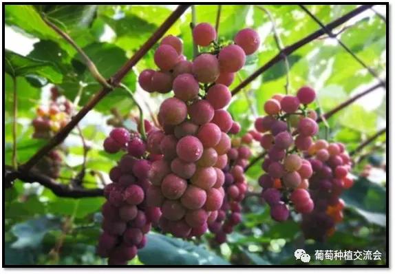 中国红玫瑰葡萄品种及种植技术介绍，想了解的点进来