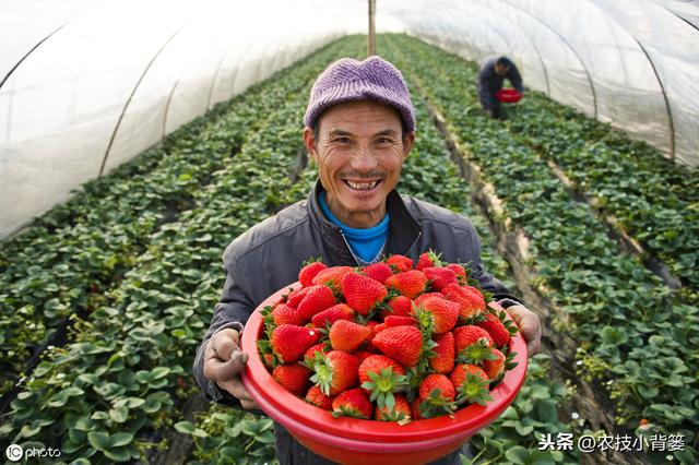 八九月份定植草莓刚刚好，这样栽种管理，缓苗成活率高不少