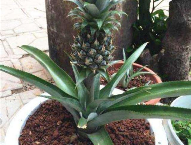 菠萝头不要扔，教你种出“菠萝树”，养在花盆里漂亮又美观